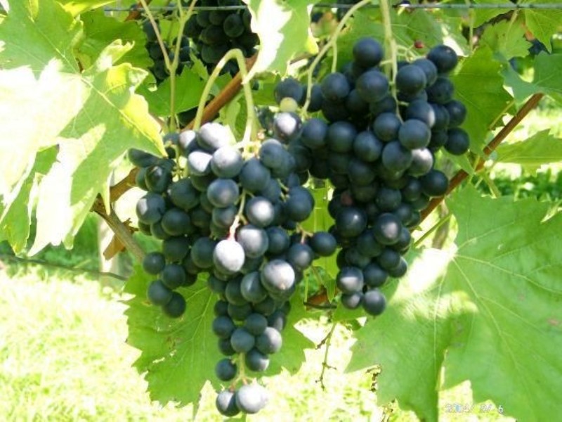Muskat bleu